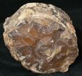Petrified Wood Limb Section - Oregon #16906-2